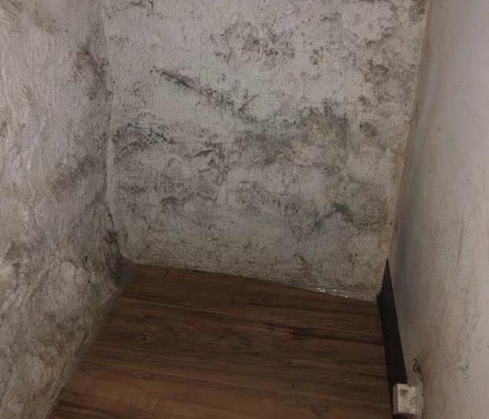 Here to Help - image of mold on wall